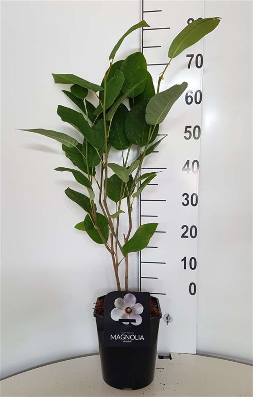 Magnolia sieboldii - C5 50-60 CM